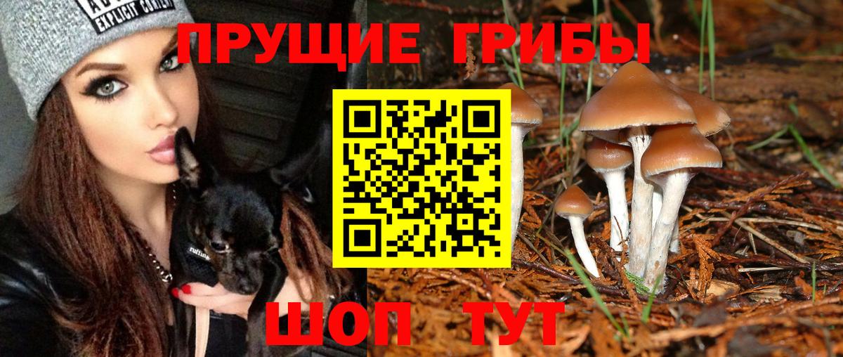 Псилоцибиновые грибы Psilocybe Приморско-Ахтарск
